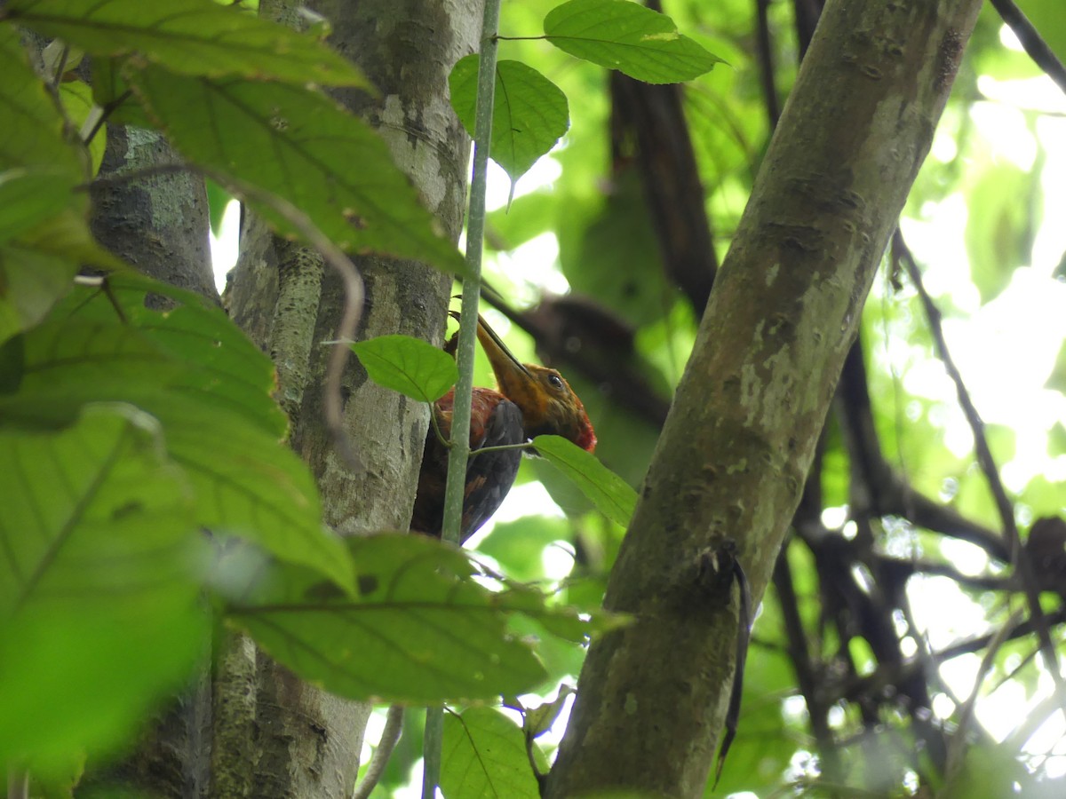 Orange-backed Woodpecker - ML90422201