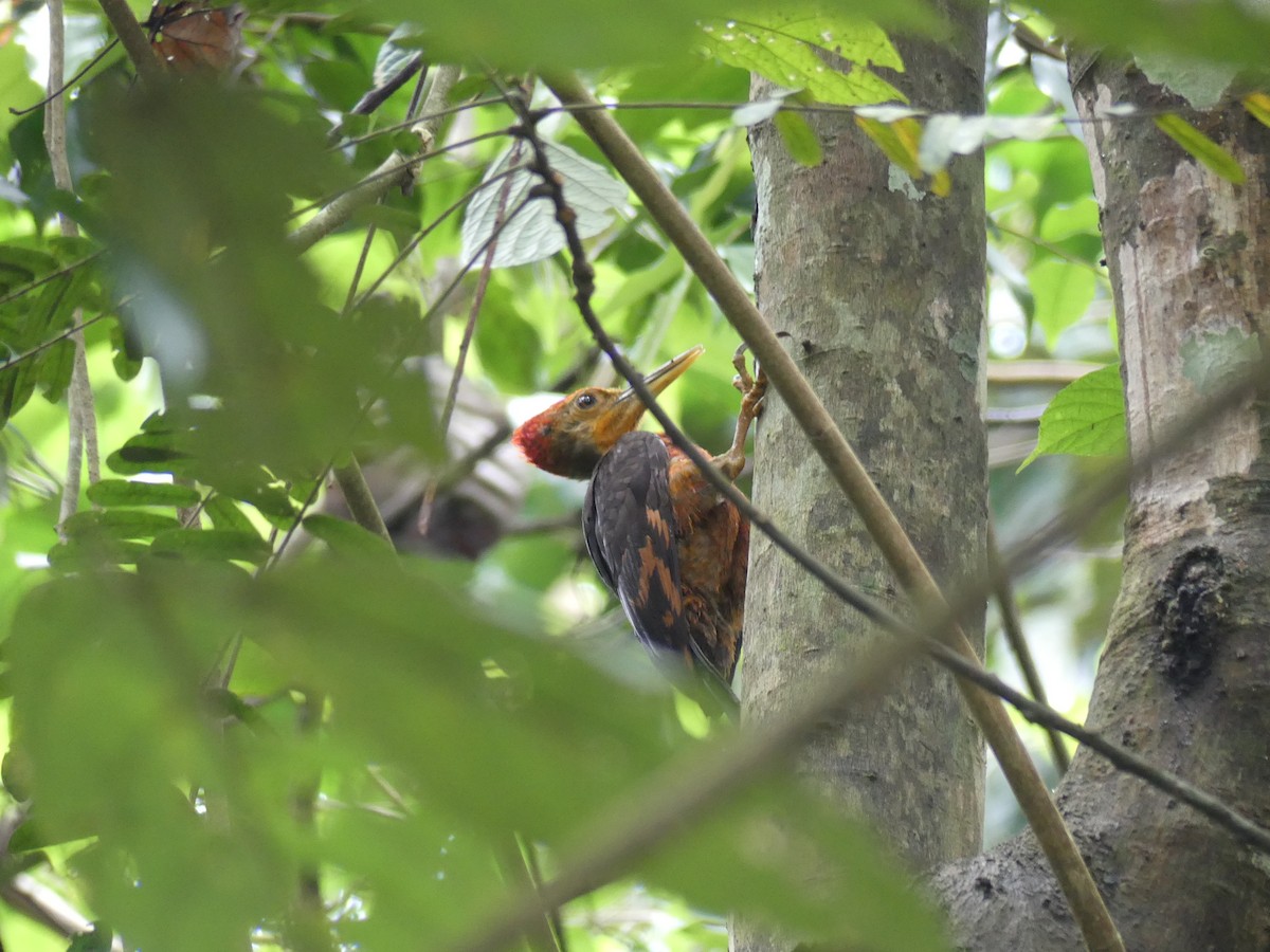 Orange-backed Woodpecker - ML90422251