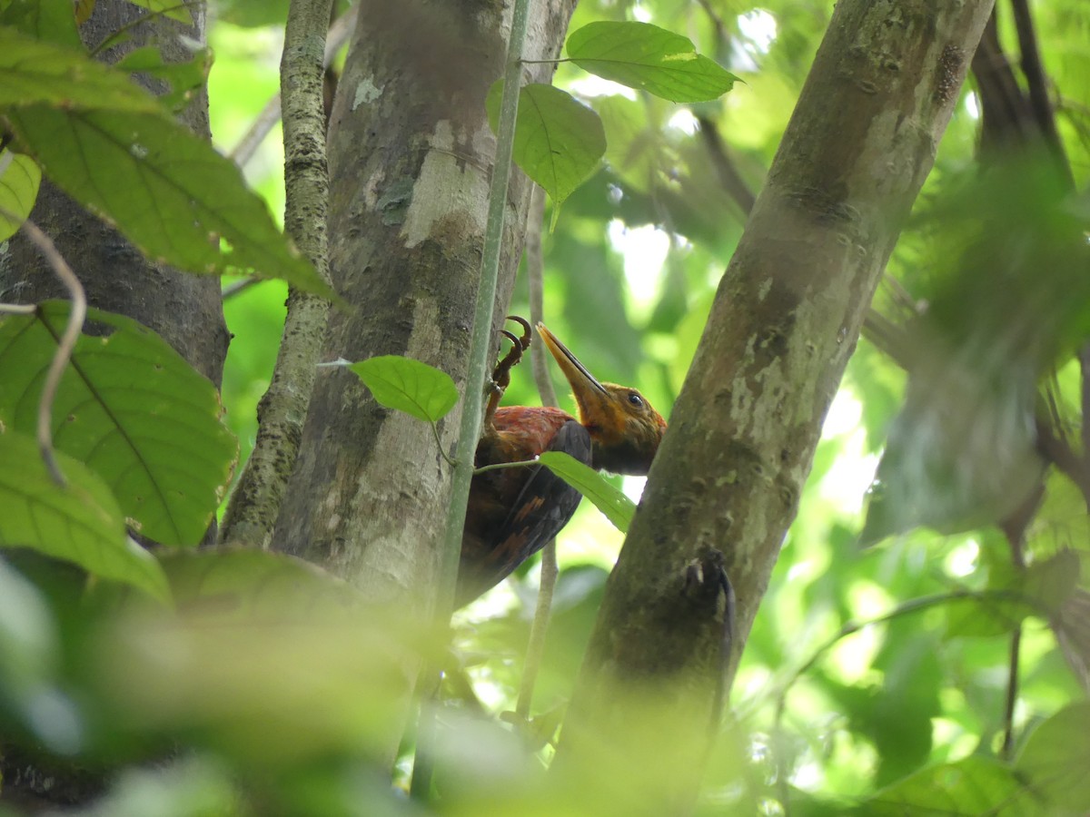 Orange-backed Woodpecker - ML90422261