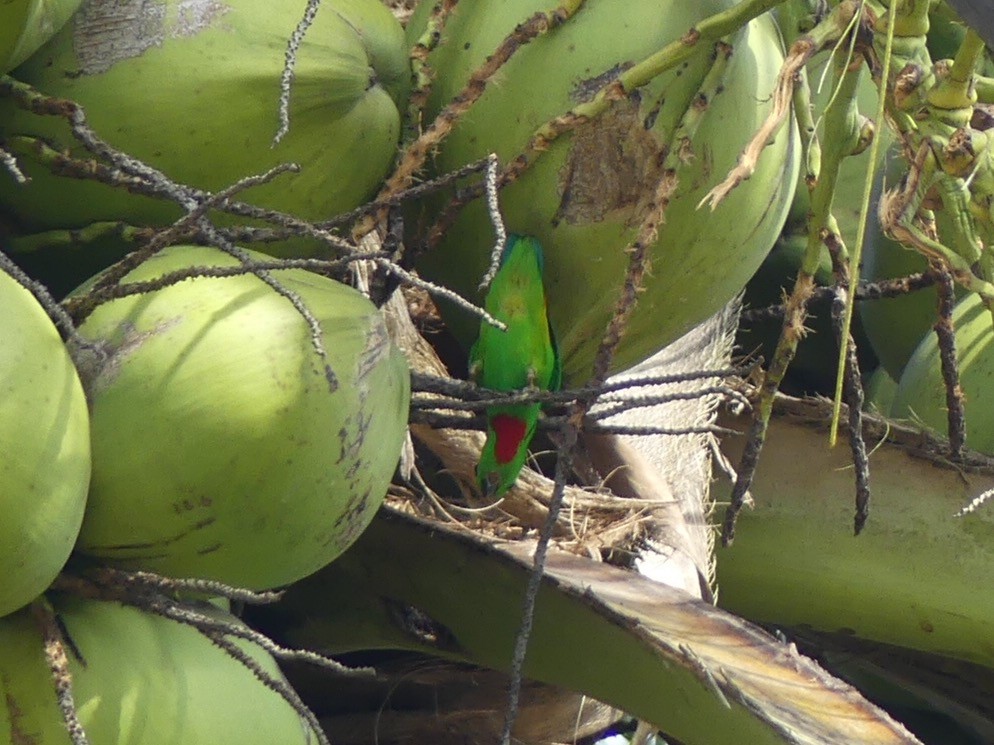 Blue-crowned Hanging-Parrot - ML90422331