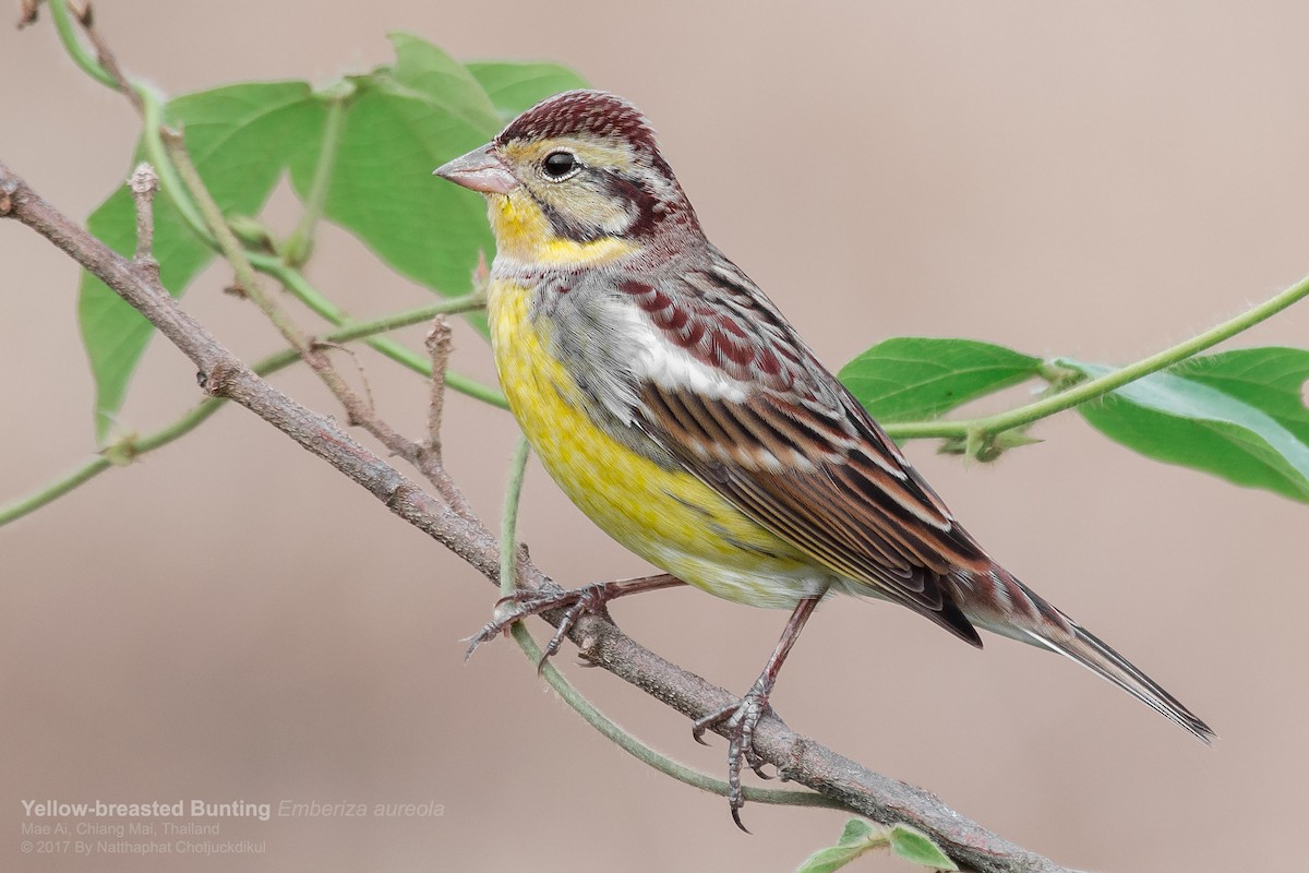 Yellow-breasted Bunting - ML90422821