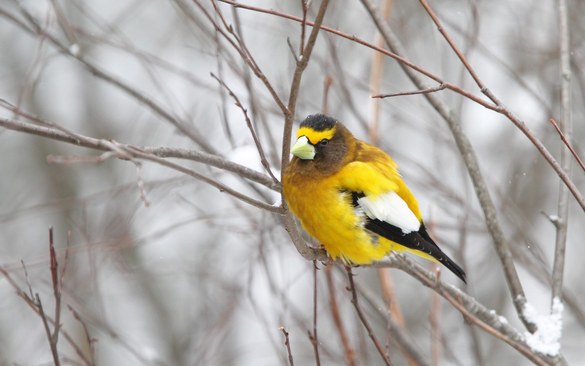 Evening Grosbeak - Christoph Moning