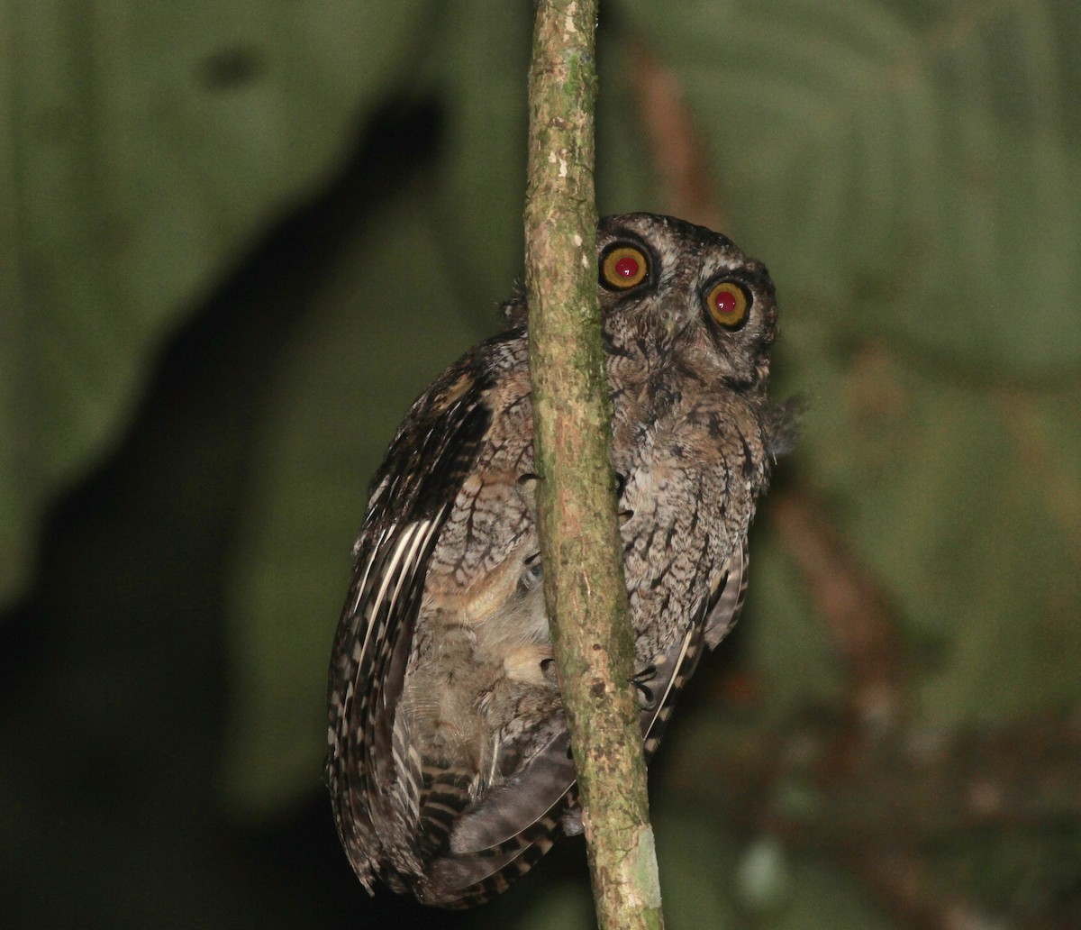 Black-capped Screech-Owl - Anthony Collerton