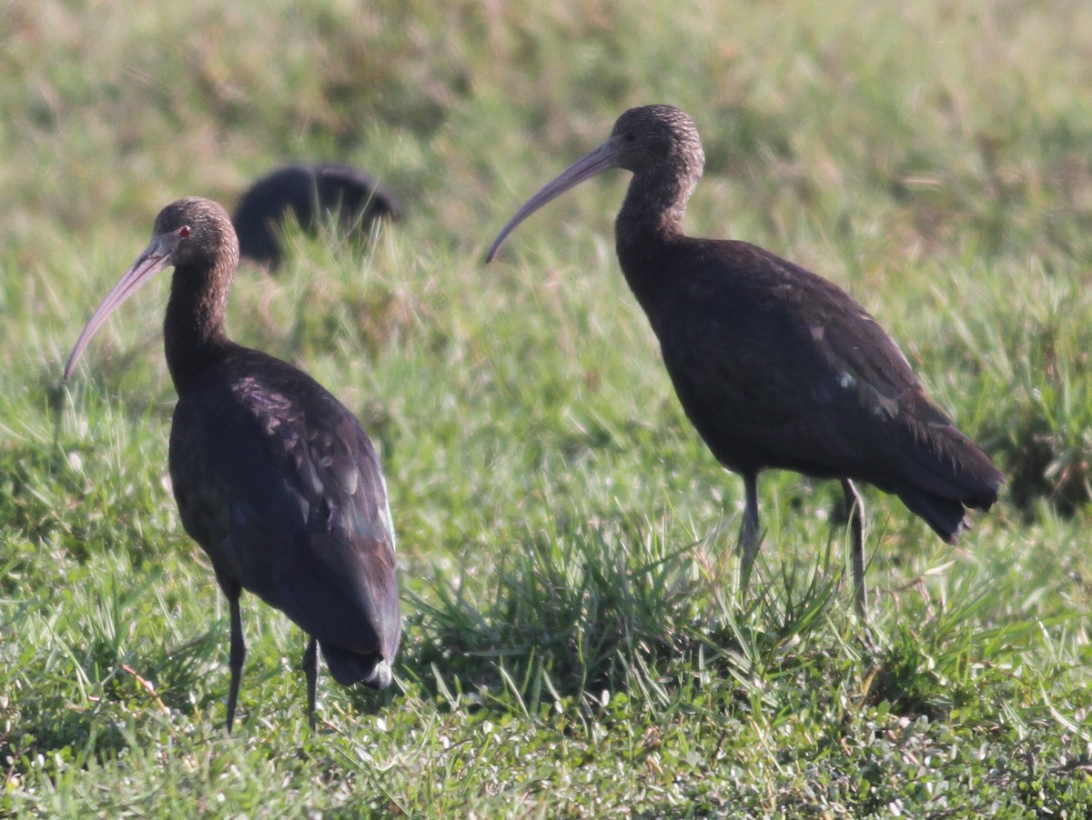 ibis andský - ML90427271