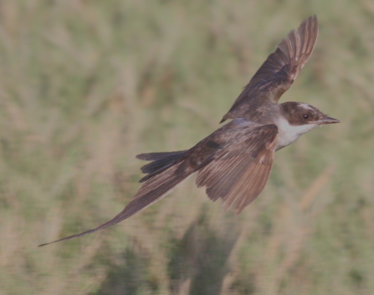 Fork-tailed Flycatcher - Paul Bourdin