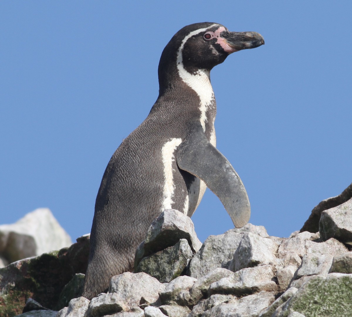 Humboldt Penguin - ML90428121