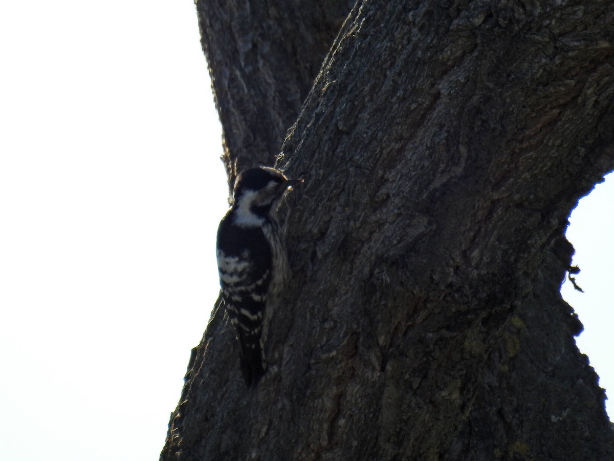 Lesser Spotted Woodpecker - Rafael Hermosilla Ortega