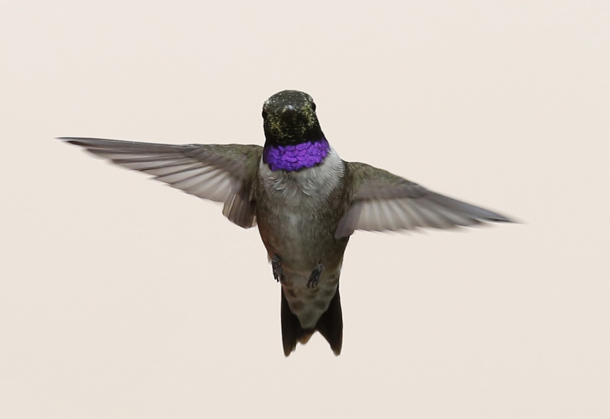 Black-chinned Hummingbird - ML90429351