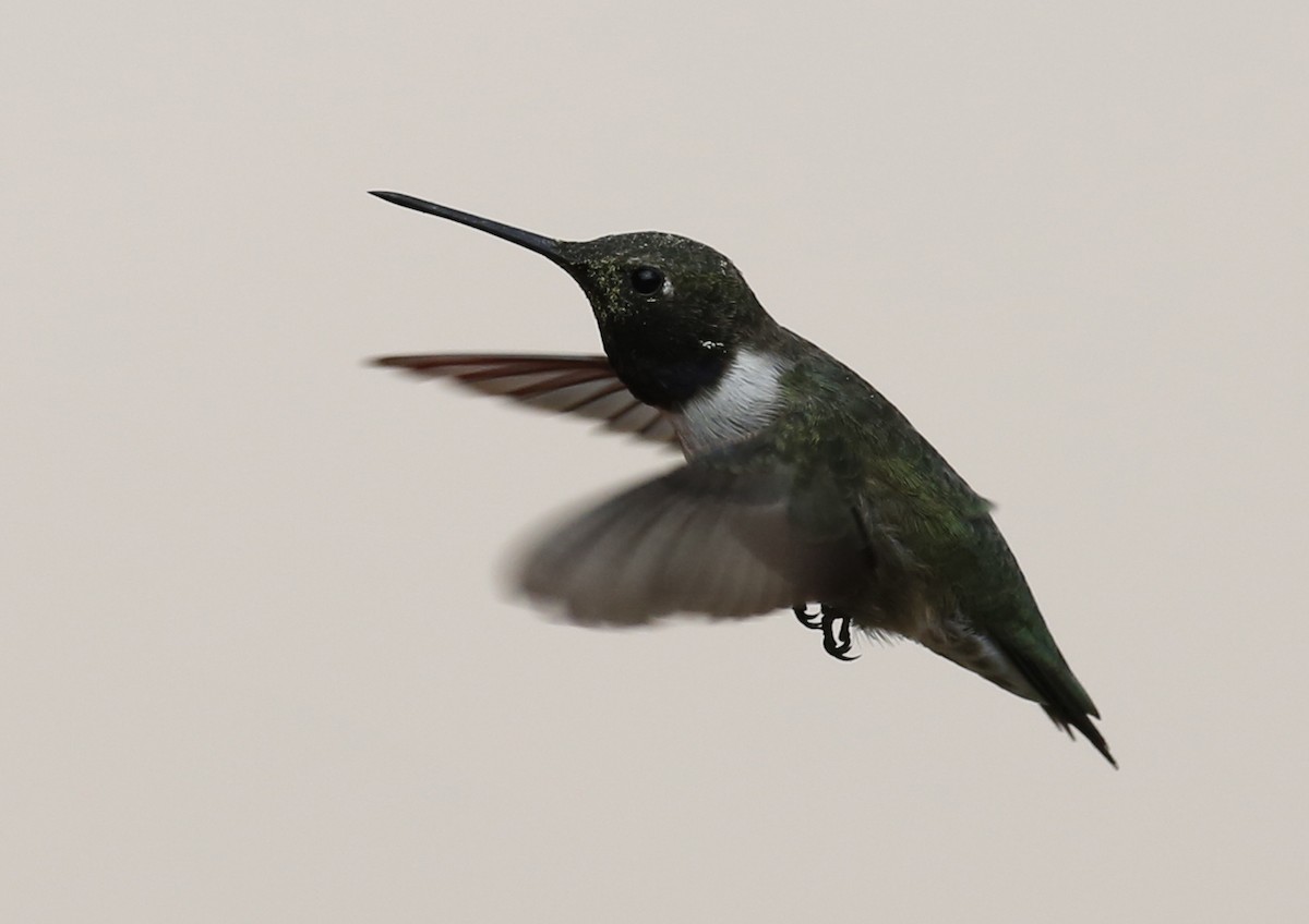 Black-chinned Hummingbird - Laura Keene