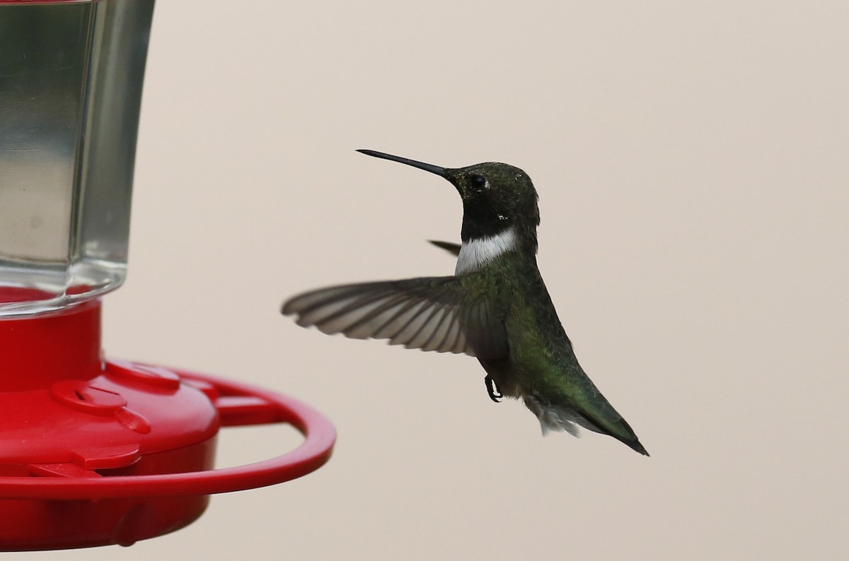 Black-chinned Hummingbird - ML90429371