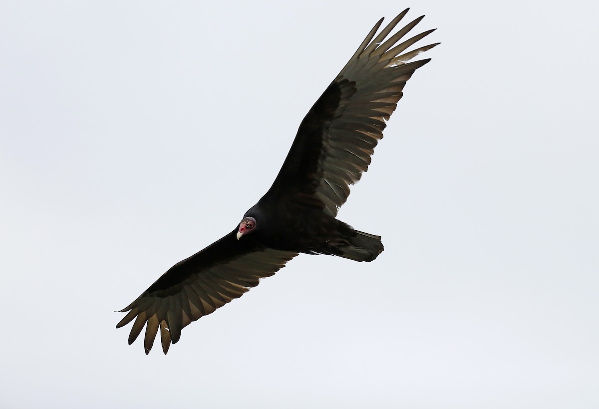 Turkey Vulture - ML90429661