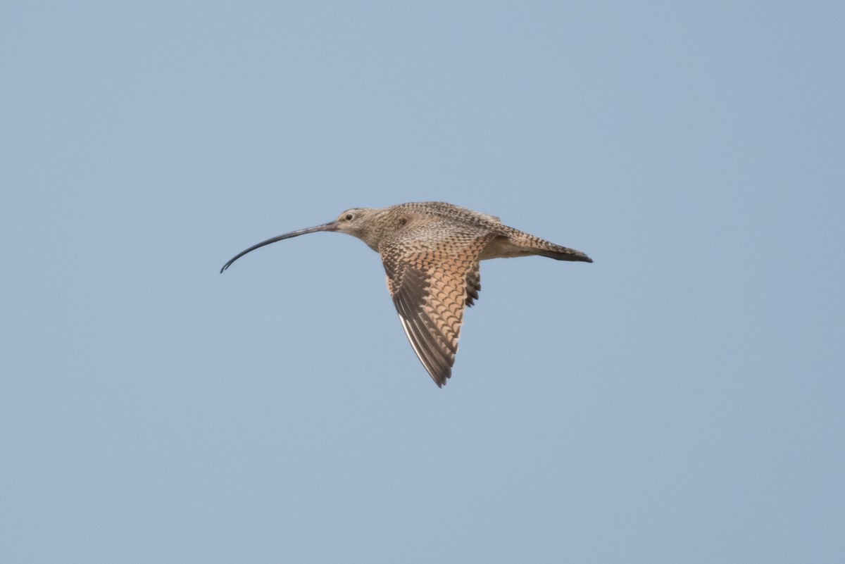 Long-billed Curlew - ML90430601