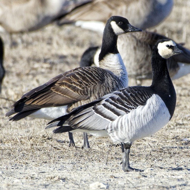 Canada Goose Vs Barnacle Goose