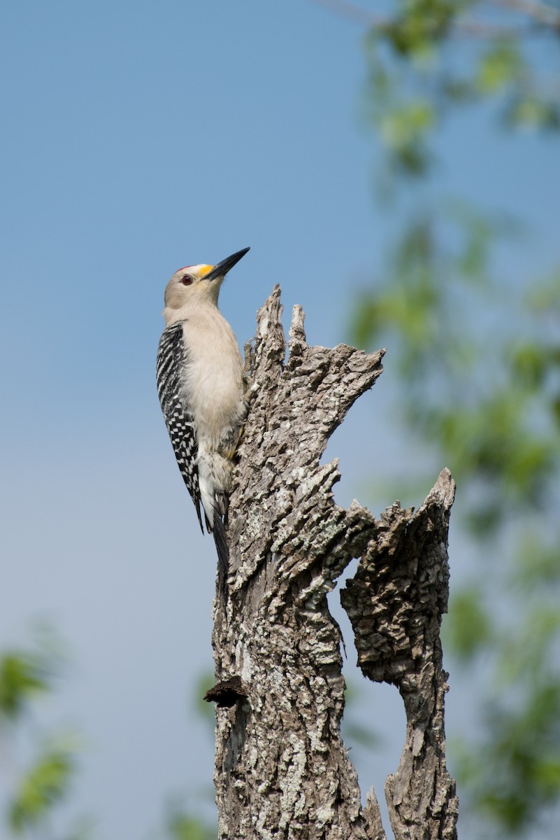 Golden-fronted Woodpecker (Northern) - Tyler Ficker