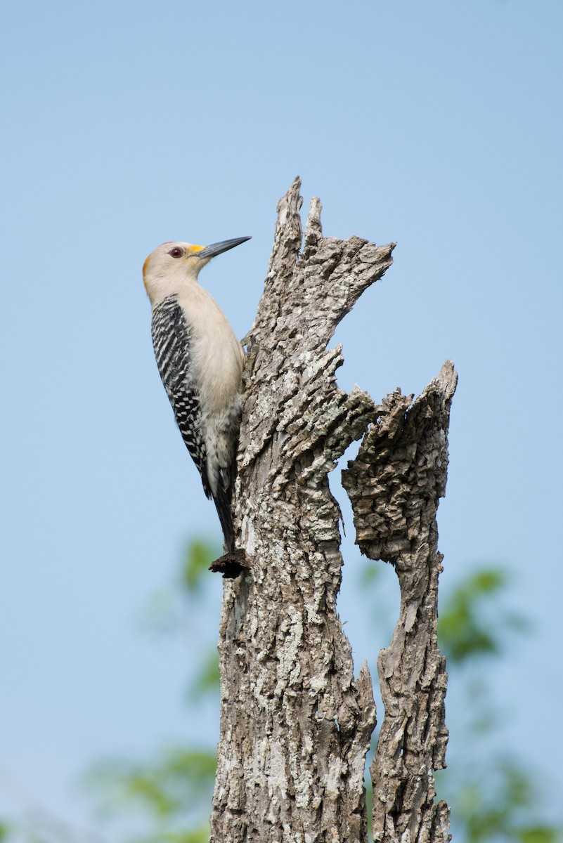 Golden-fronted Woodpecker (Northern) - ML90434731