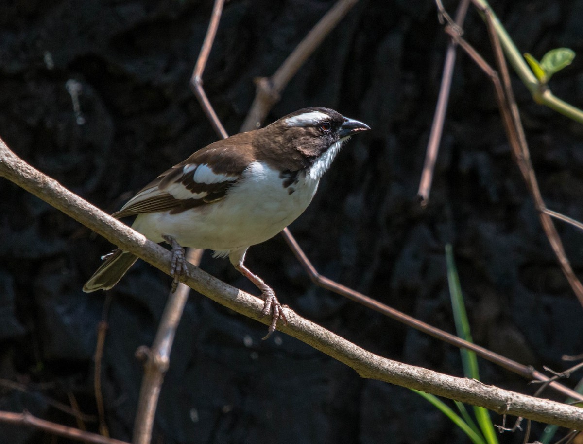 White-browed Sparrow-Weaver - ML90438591