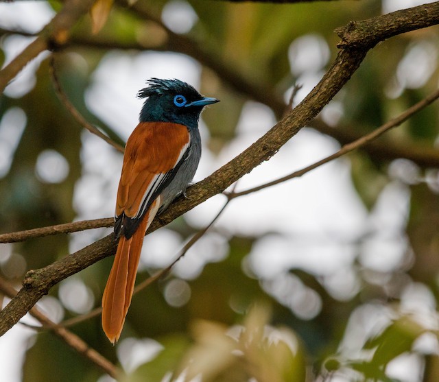 African Paradise Flycatcher  Tradução de African Paradise Flycatcher no  Dicionário Infopédia de Inglês - Português