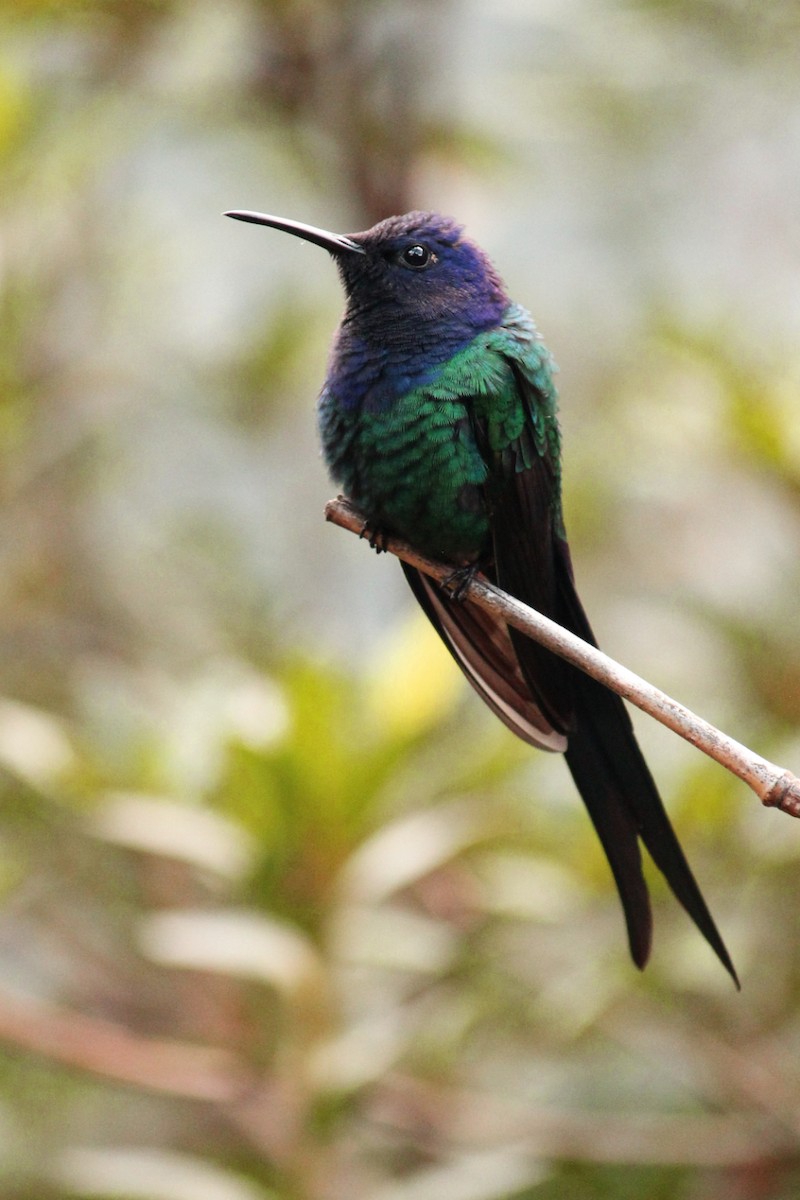 Swallow-tailed Hummingbird - Natalia Allenspach