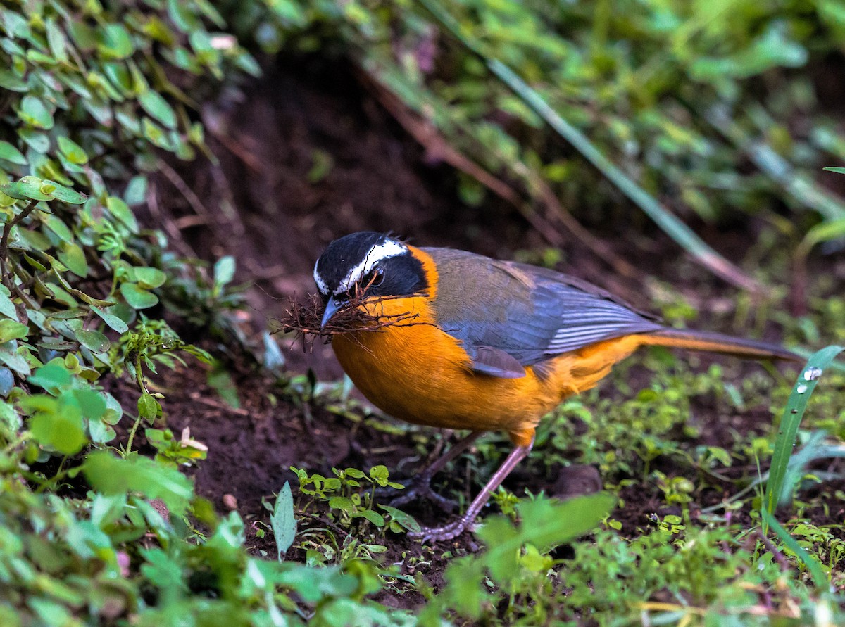 White-browed Robin-Chat - ML90439881