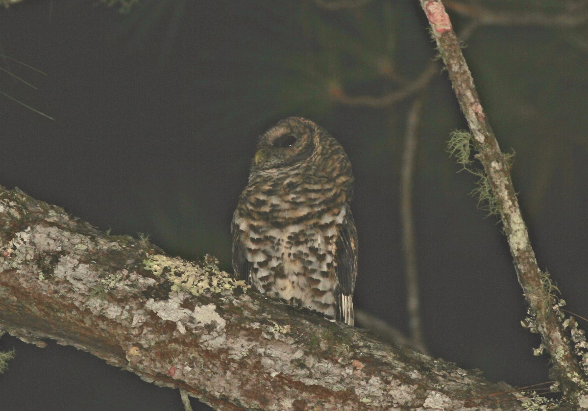 Rusty-barred Owl - Anthony Collerton