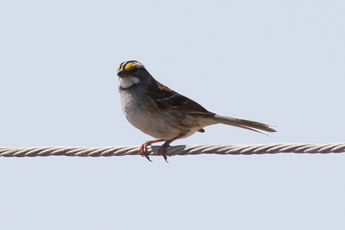 White-throated Sparrow - ML90443351