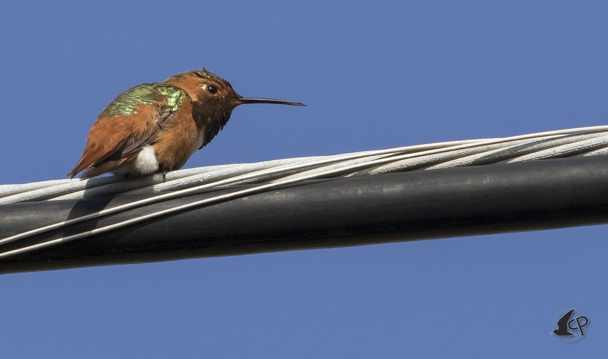 Allen's Hummingbird - Caleb Putnam