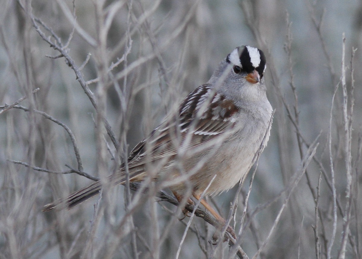White-crowned Sparrow (oriantha) - Justyn Stahl