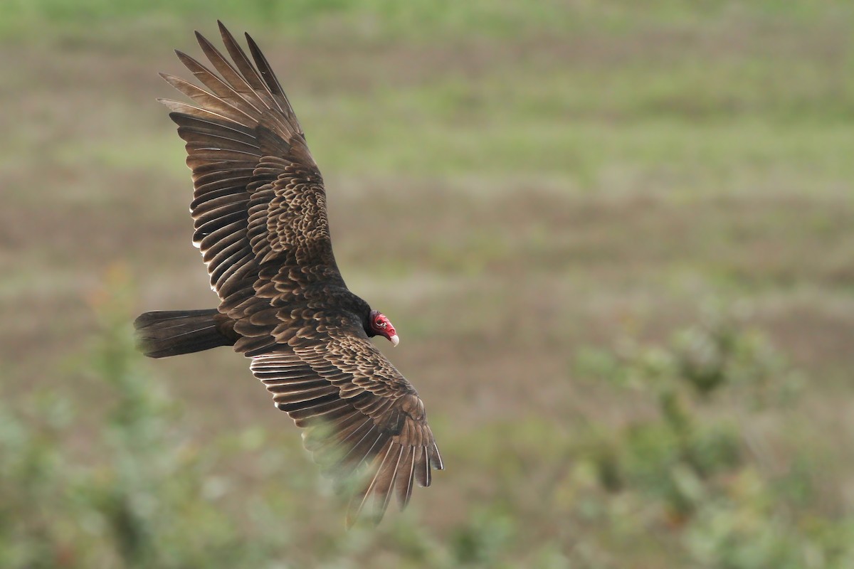 Turkey Vulture - ML90450441