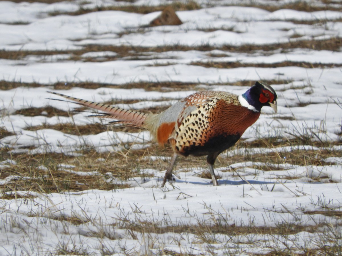 Ring-necked Pheasant - Cheri & Rich Phillips
