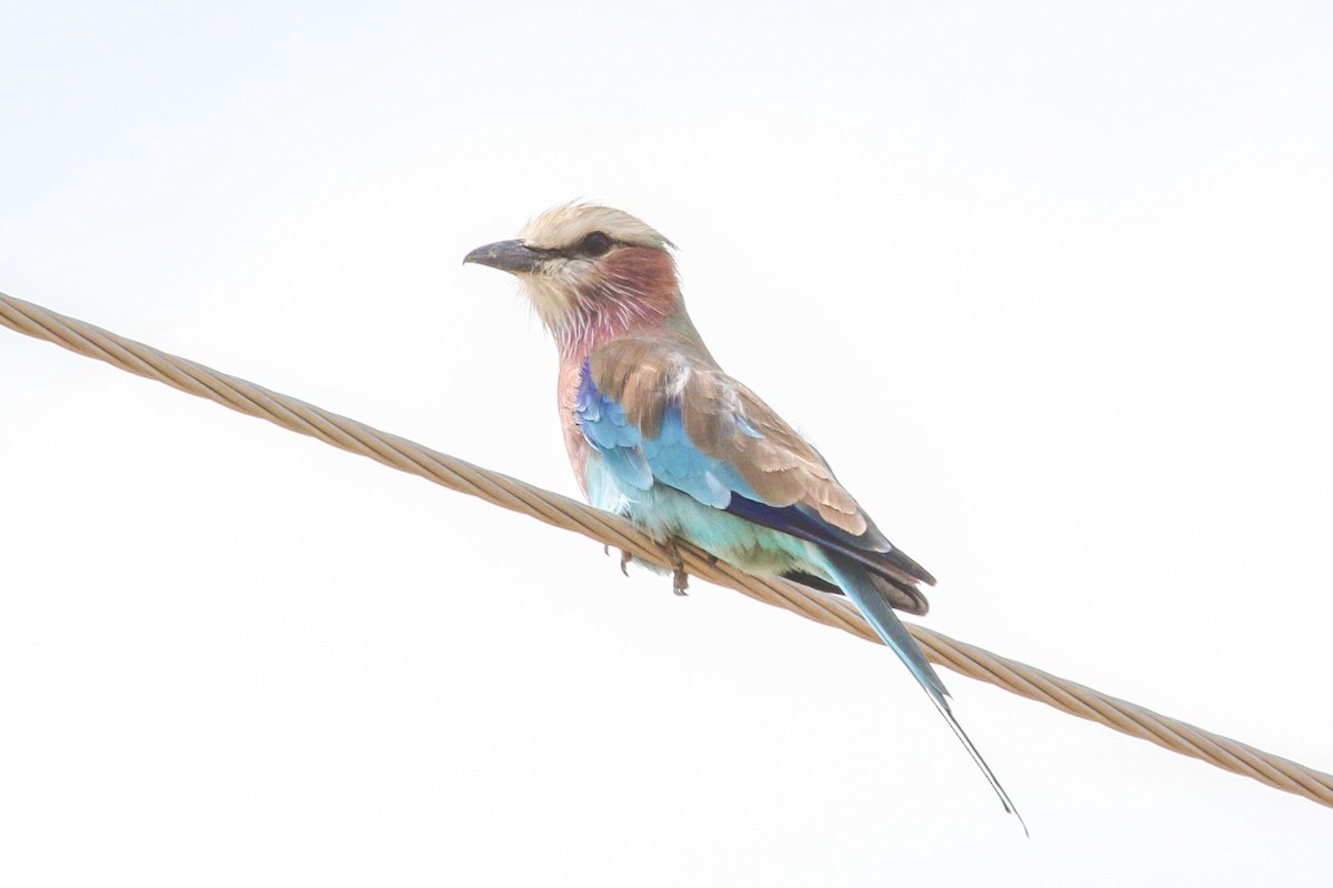 Lilac-breasted Roller - ML90453111