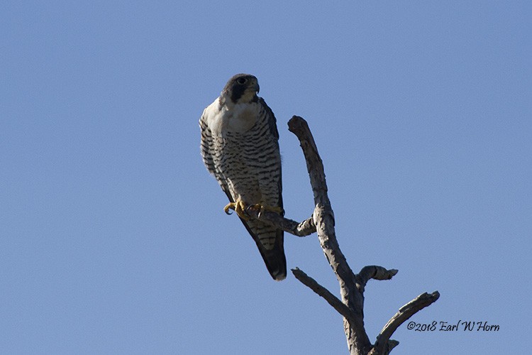 Peregrine Falcon - Earl Horn