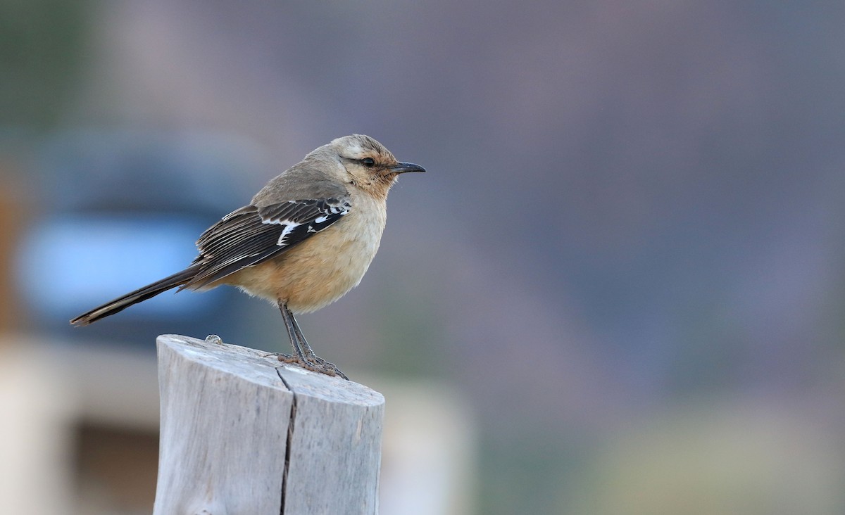 Patagonian Mockingbird - Patrick MONNEY
