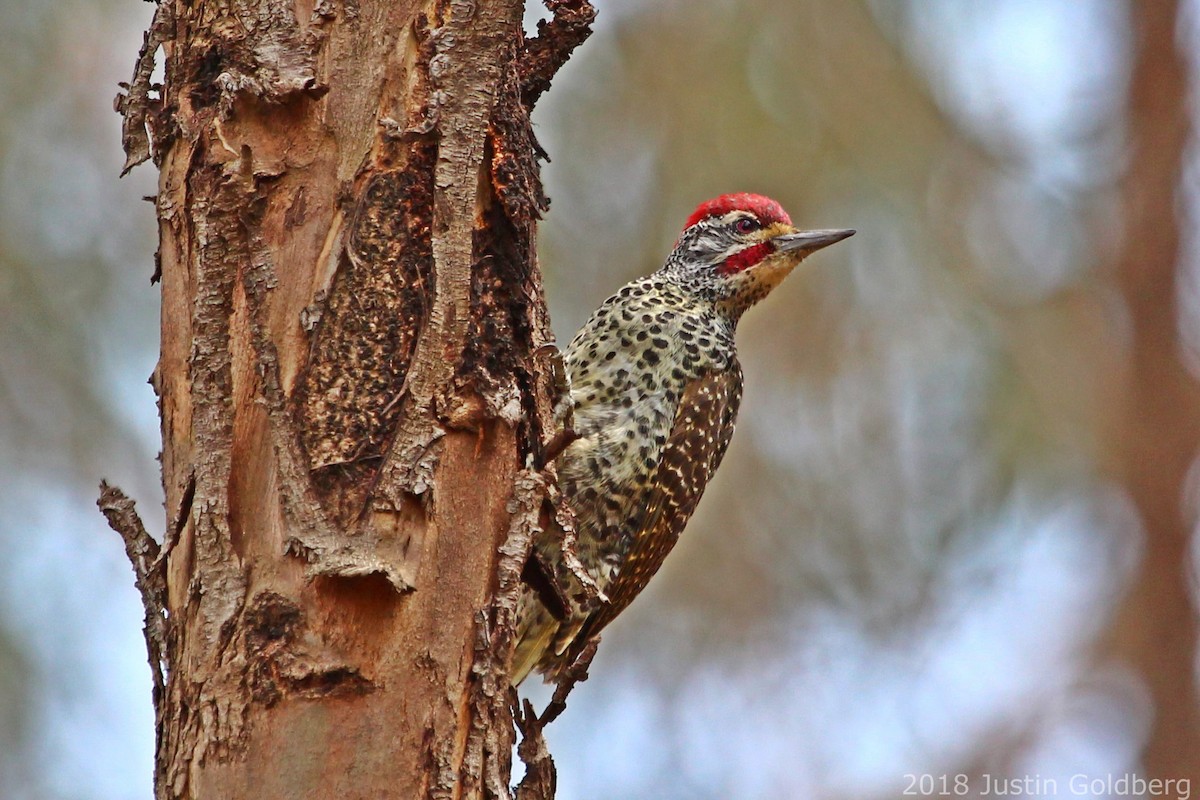Nubian Woodpecker - ML90456461