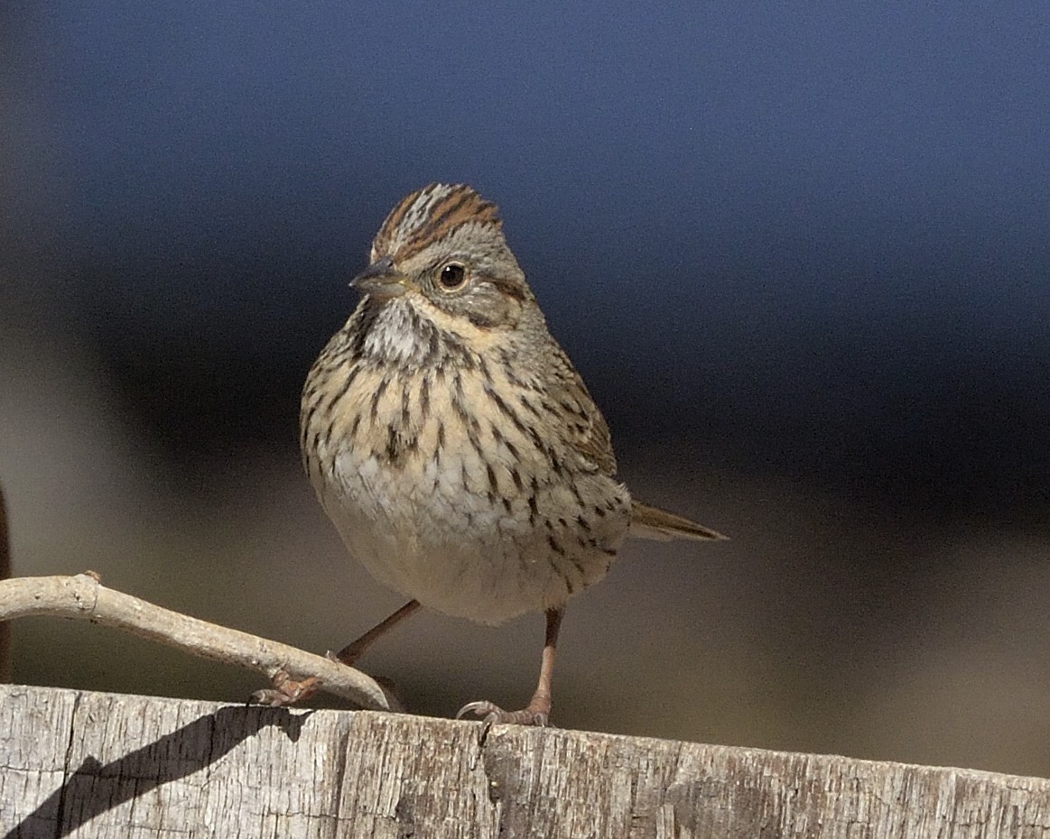 Lincoln's Sparrow - Heather Pickard
