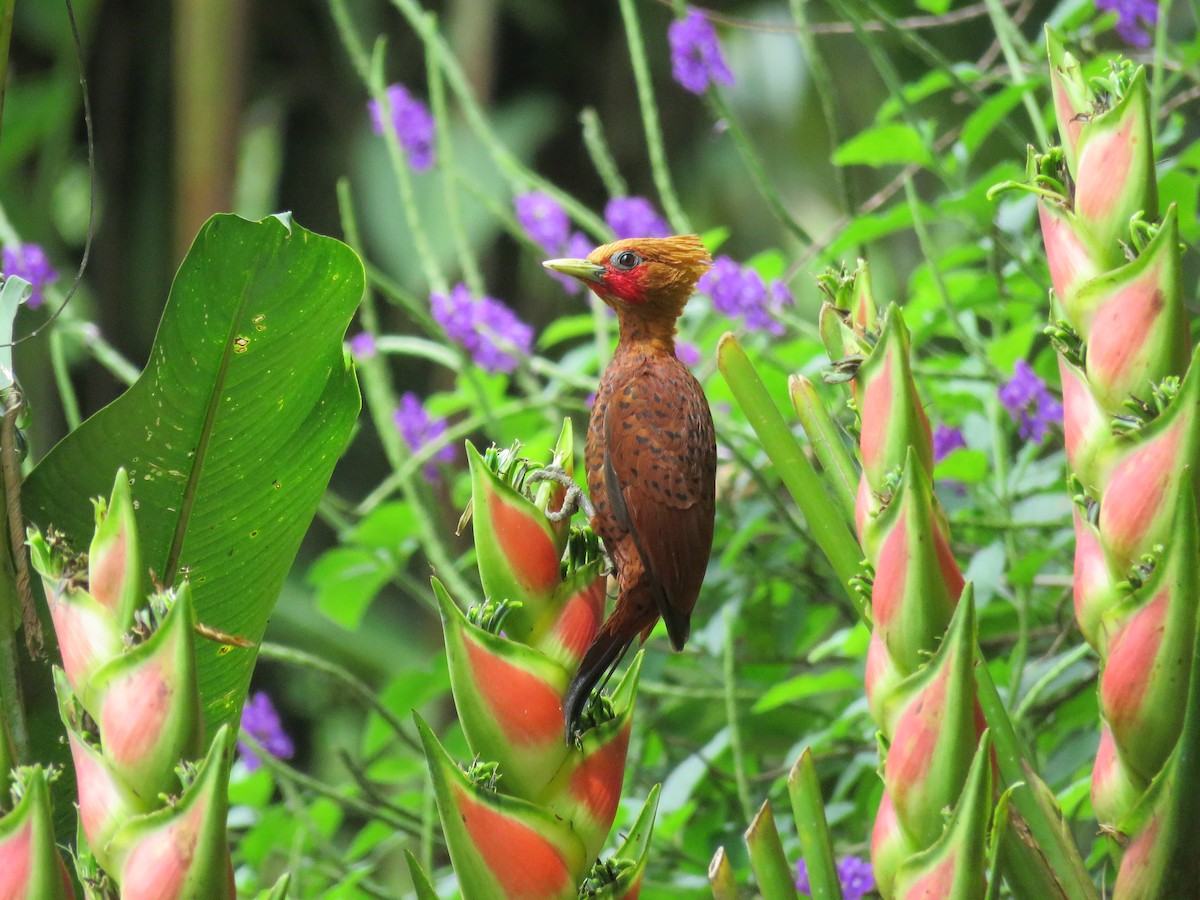 Chestnut-colored Woodpecker - ML90458921