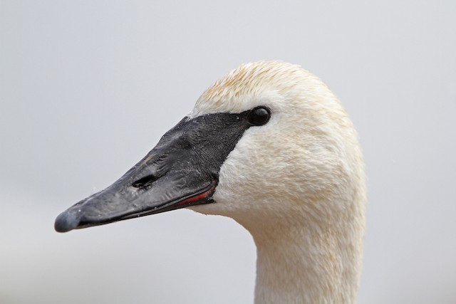 Field Identification - Mute Swan - Cygnus olor - Birds of