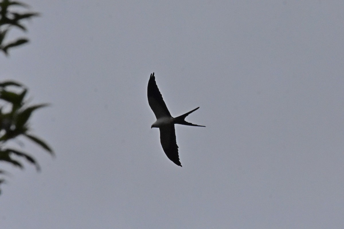 Swallow-tailed Kite - Joel Trick