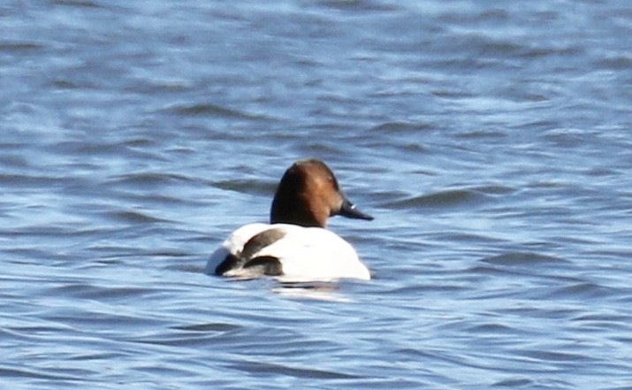 Canvasback - Andy Sanford