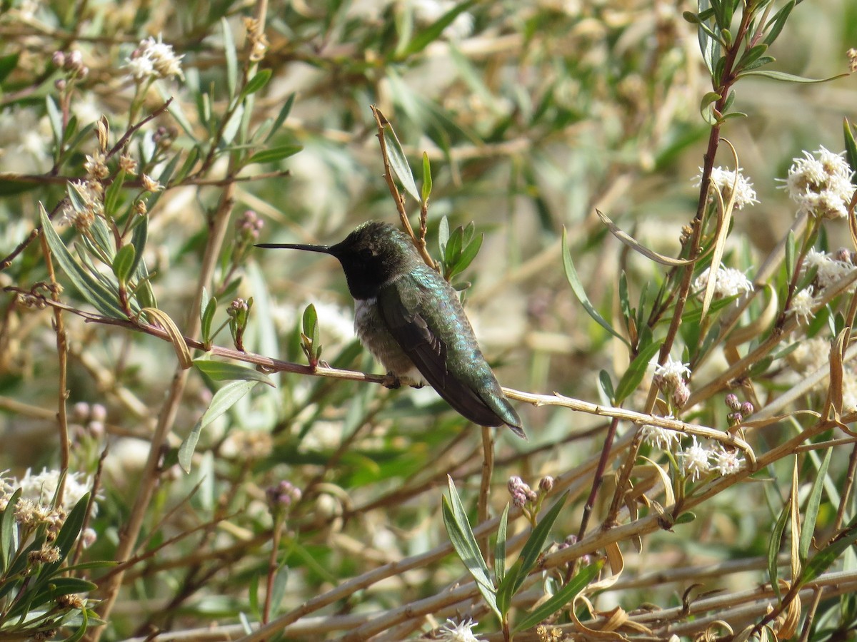 Black-chinned Hummingbird - ML90462471