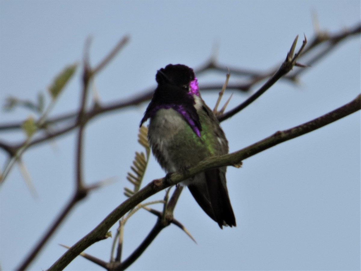 Costa's Hummingbird - ML90462511