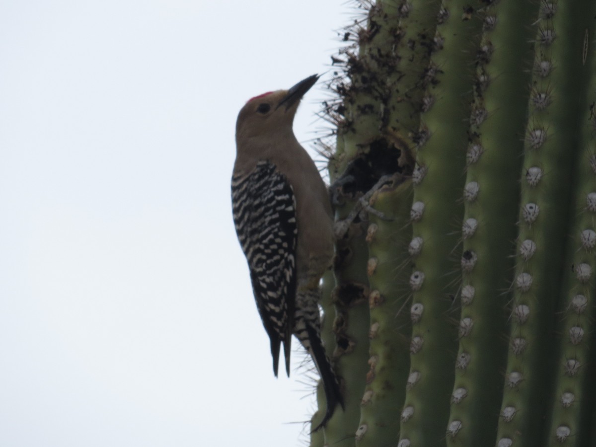 Gila Woodpecker - ML90462531
