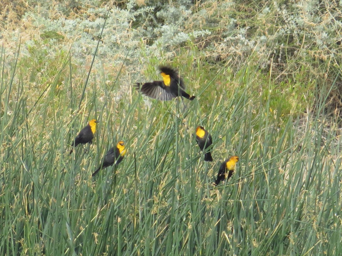 Yellow-headed Blackbird - ML90462871