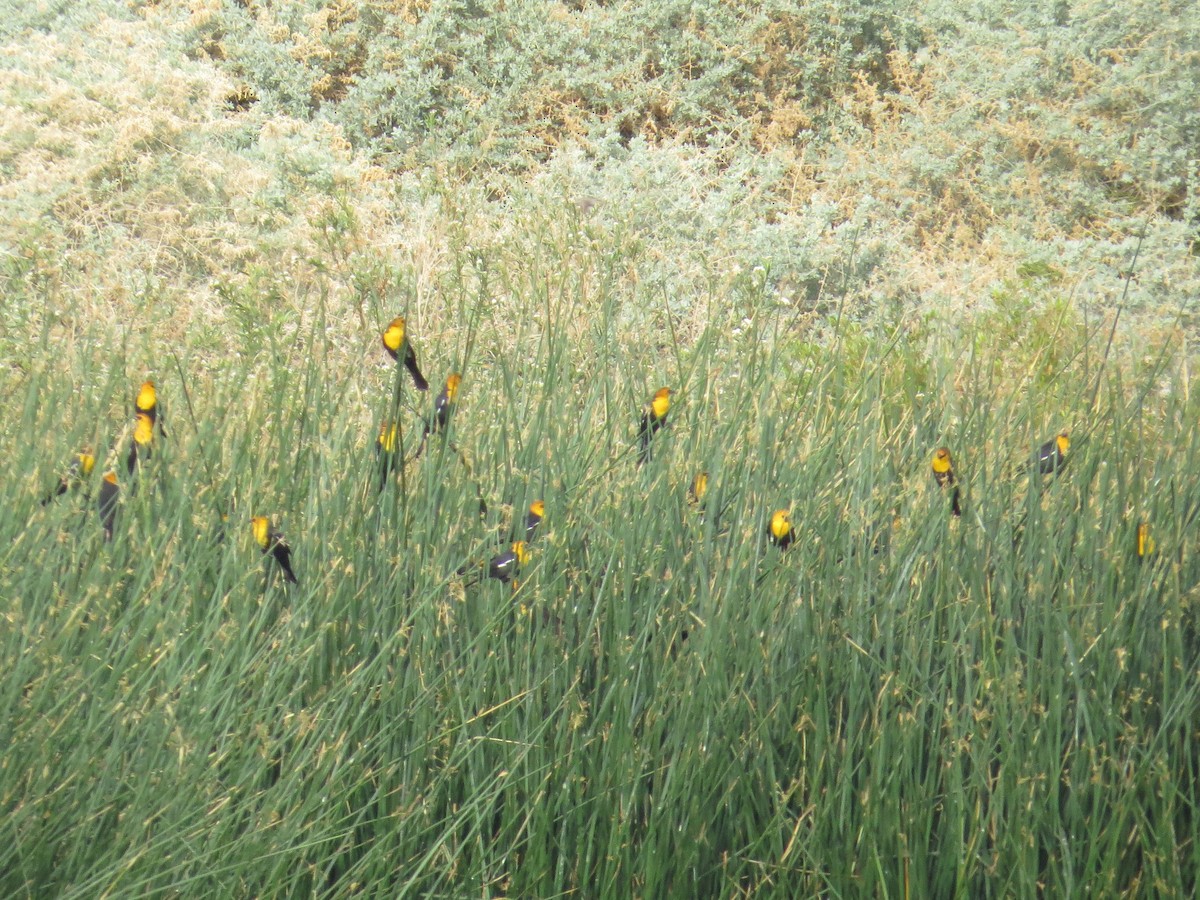 Yellow-headed Blackbird - ML90462881