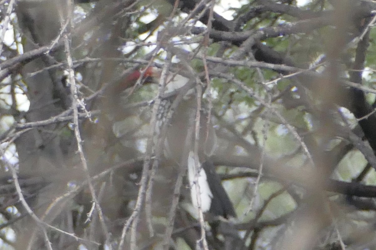 Damara Red-billed Hornbill - ML90463821
