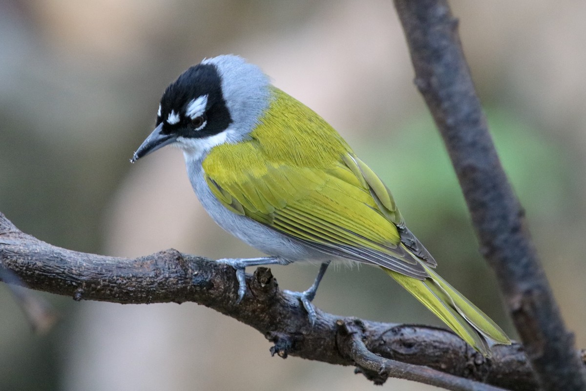 Black-crowned Palm-Tanager - ML90465501