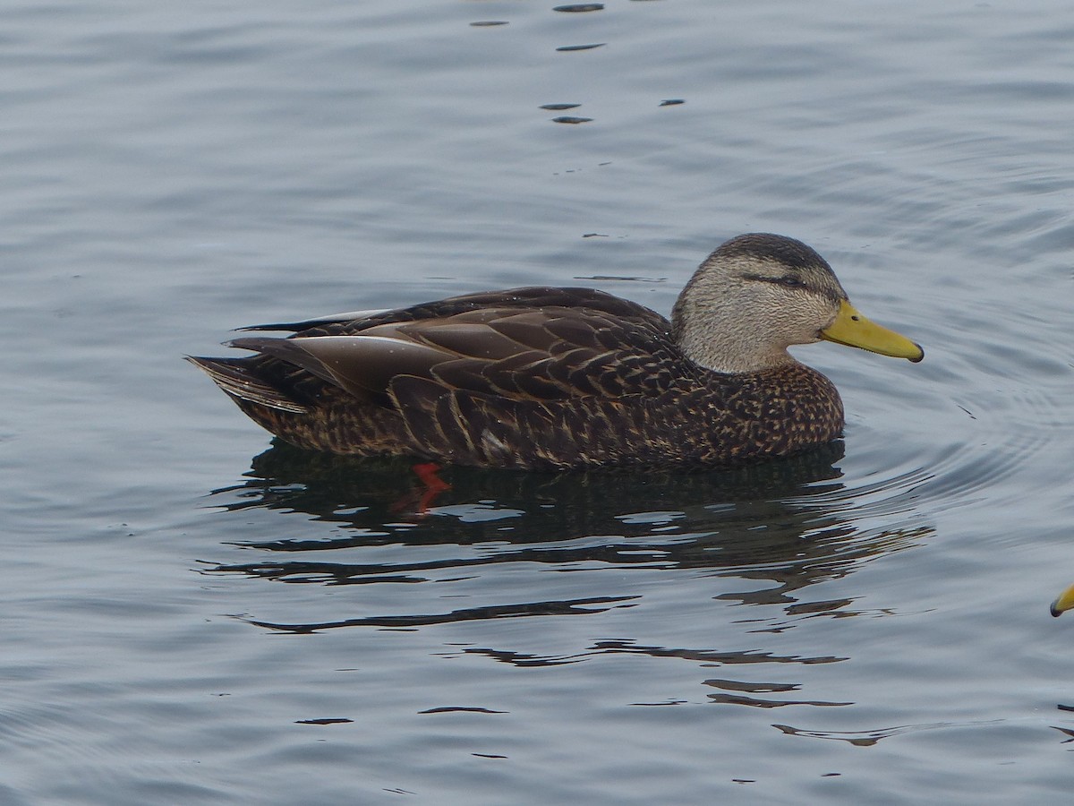 American Black Duck - Ted Down