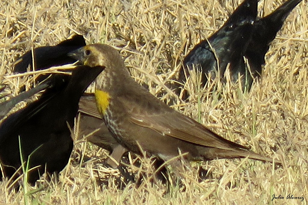 Yellow-headed Blackbird - ML90471231