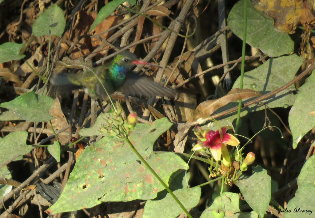 Broad-billed Hummingbird - ML90471391