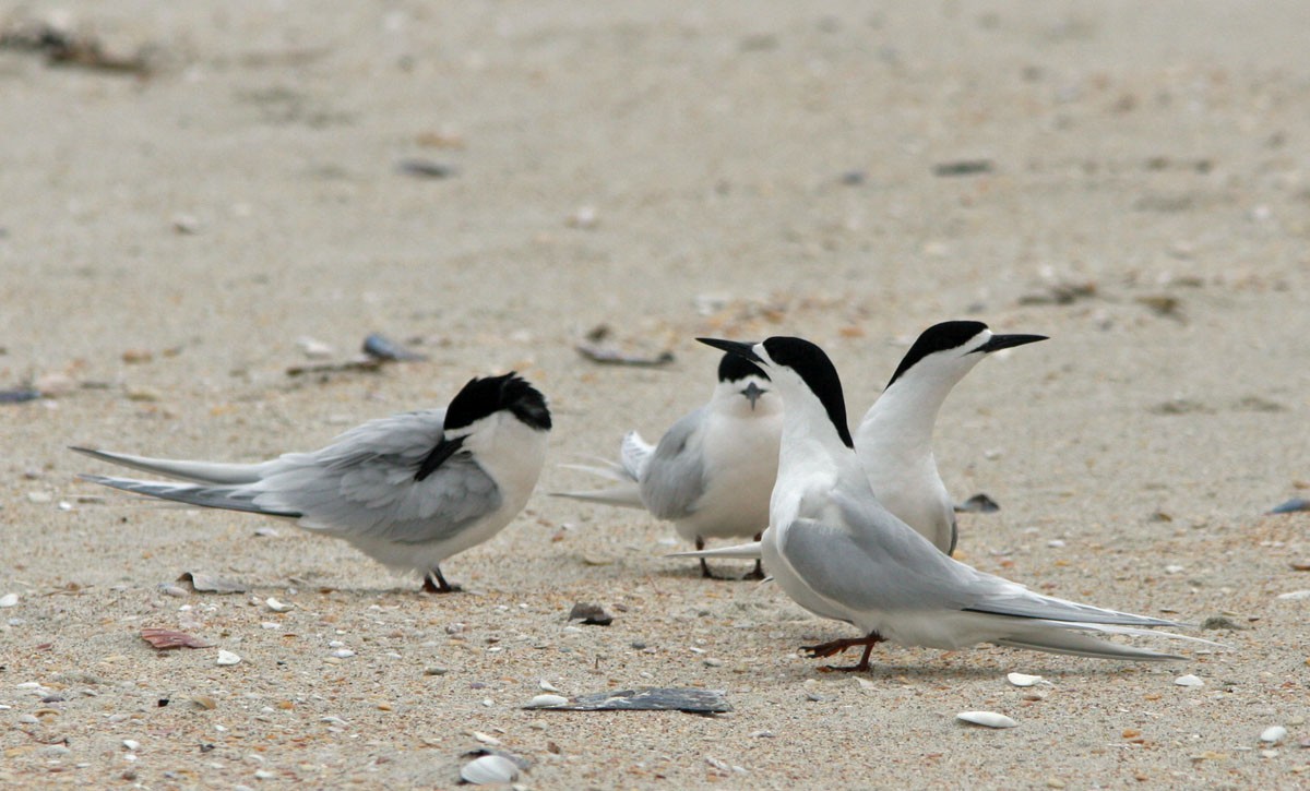 White-fronted Tern - Don Roberson