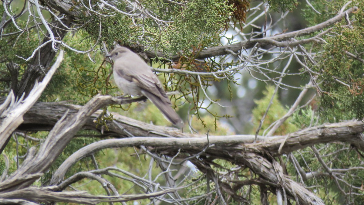 Townsend's Solitaire - ML90473781